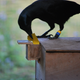 NC crow inserts a card tool into food dispenser.